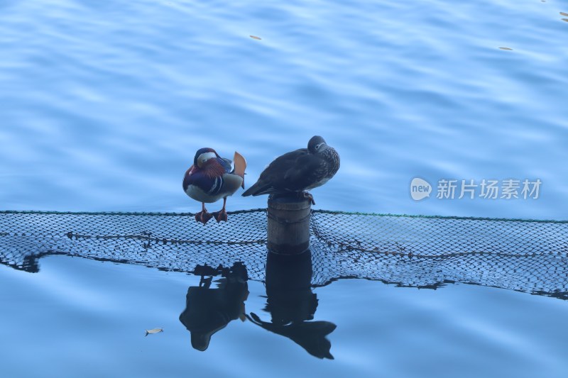 杭州西湖边的鸳鸯