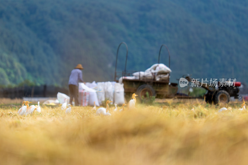 田间农民劳作背景有拖拉机和白鹭