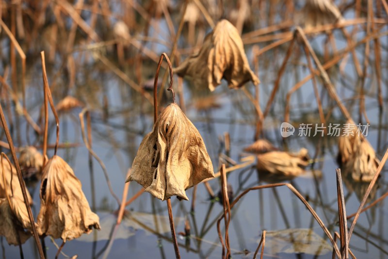 池塘里的残荷