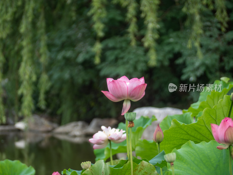 池塘边的灰鹭和莲花