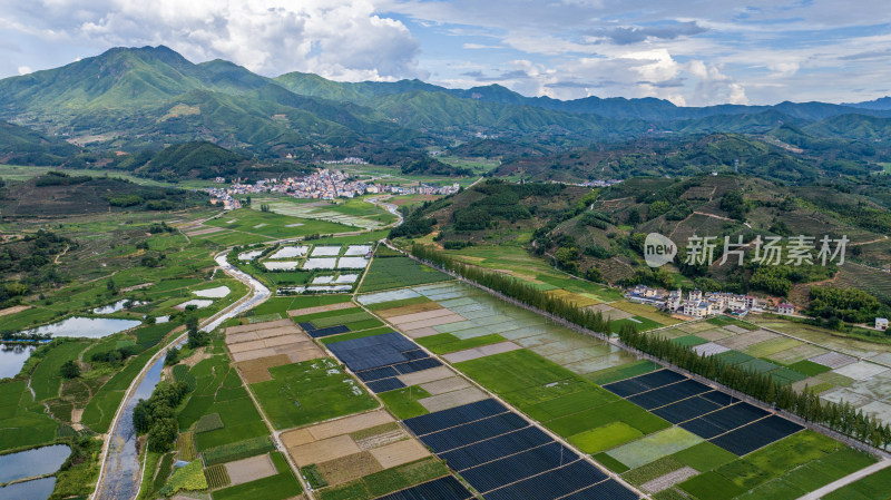 水稻种植基地，大面积的水稻田航拍