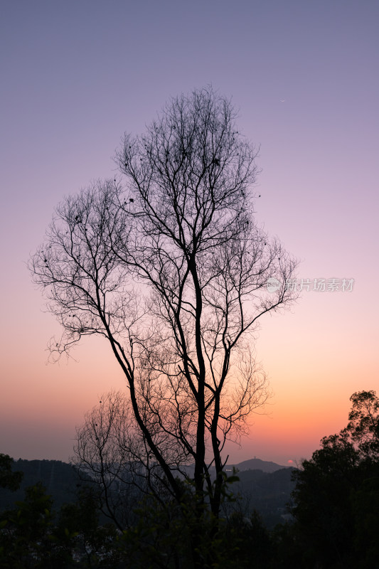 夕阳下的枯枝树木