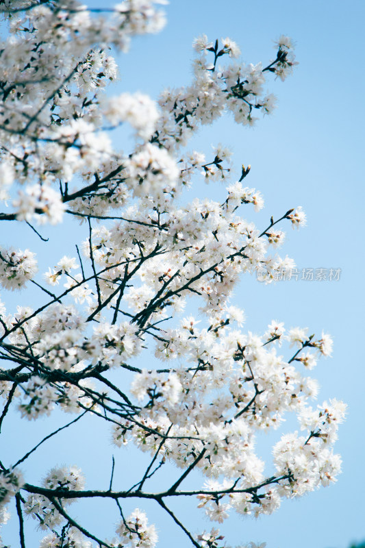 春天晴空下的白色樱花枝头绽放