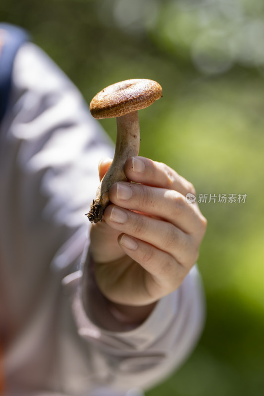 川西高原山林中采摘的松菌菇特写