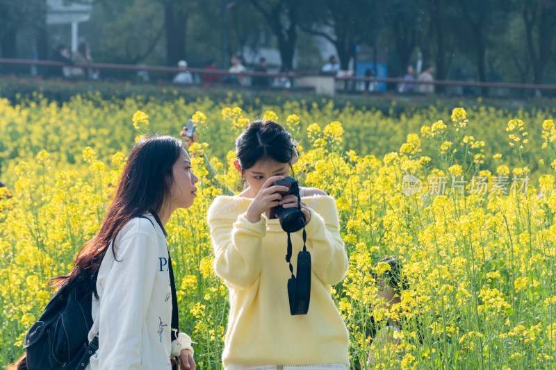 女孩在油菜花田拍照场景