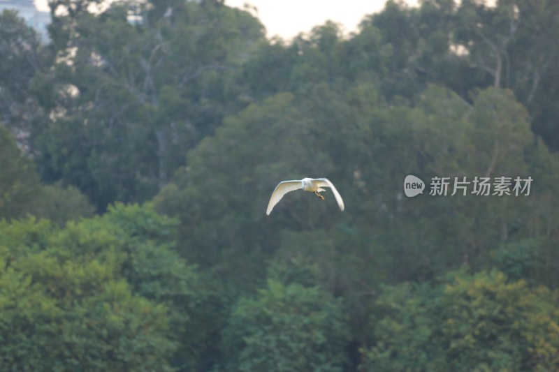 白鹭于葱郁树林间振翅飞翔的景象