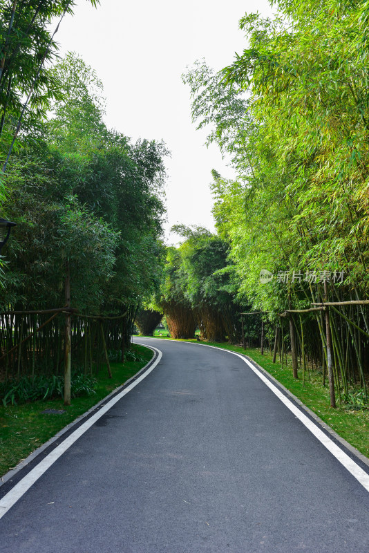 公园竹林中的小路