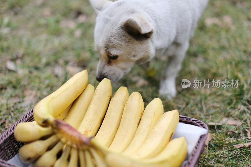 草坪上的一篮香蕉和小狗