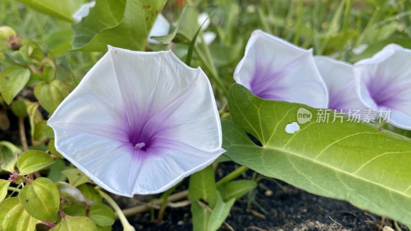 白色紫色相间牵牛花特写