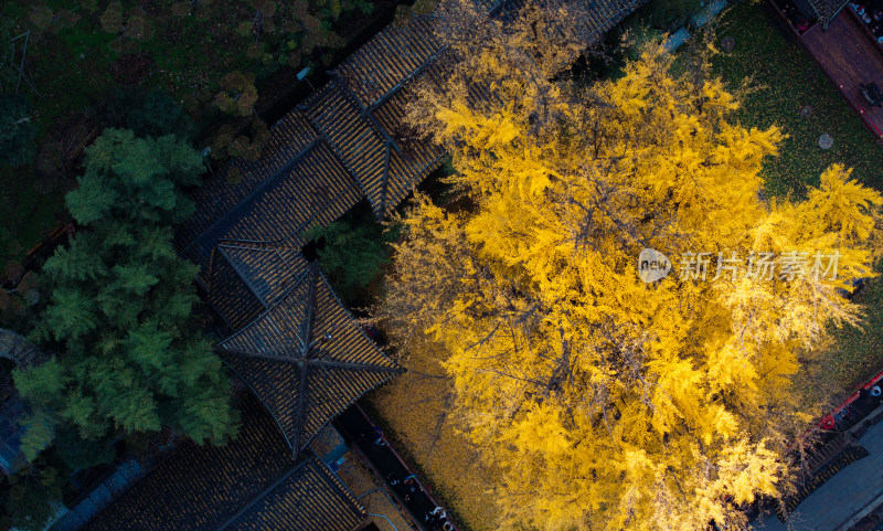 航拍古寺庙千年银杏秋景西安古观音禅寺