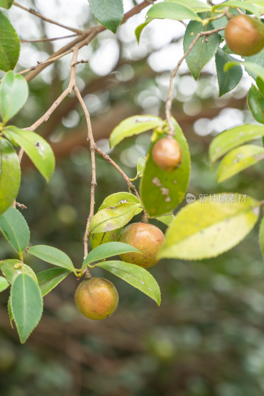 野生油茶籽树