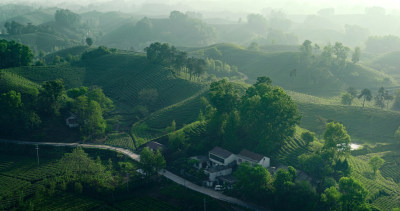 茶园茶山美丽乡村