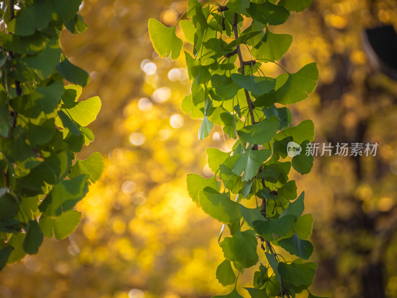 秋天树上的银杏叶的特写镜头