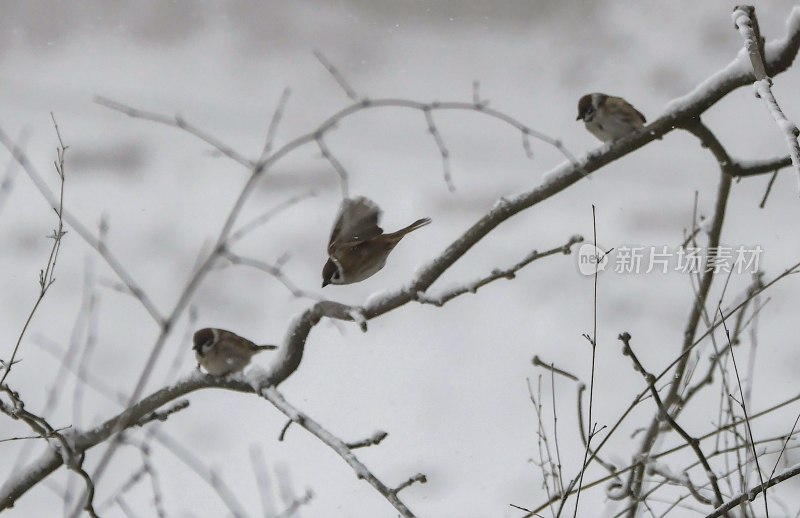 重庆酉阳：千氹田边飞白雪