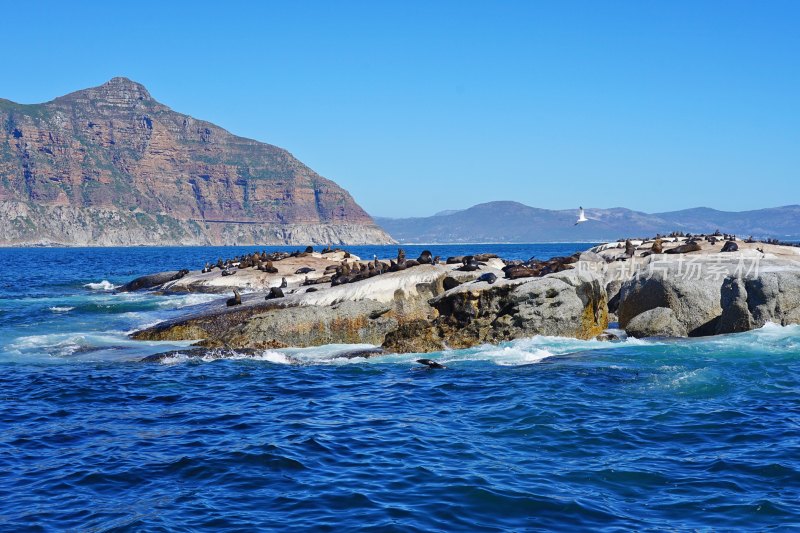 南非开普敦，海豹岛/德克岛，Duiker Island