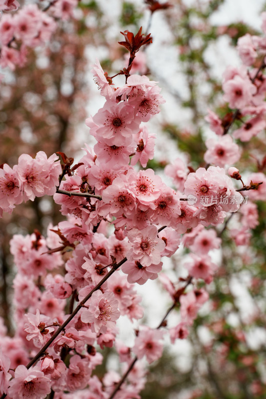 北京元大都公园桃花树桃花