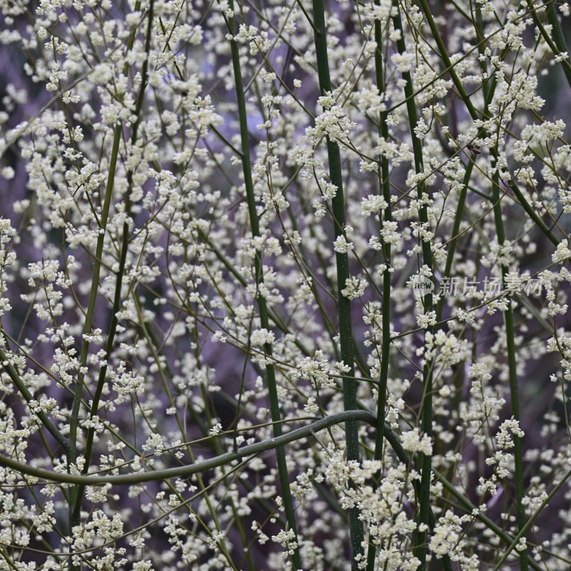 白色小花植物特写