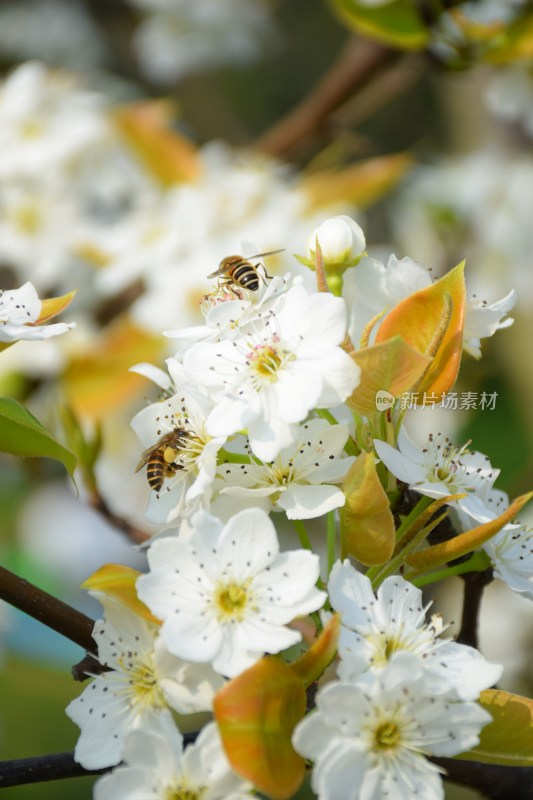 盛开的白色梨花特写