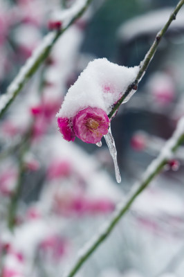 武汉东湖梅园雪中梅花盛开