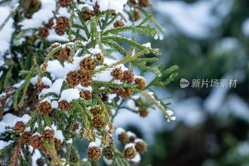 冬天落雪的松果