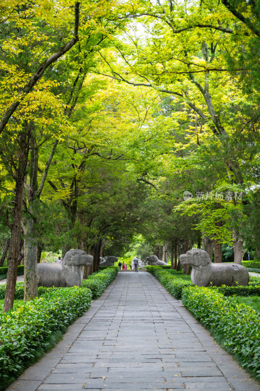 南京钟山明孝陵景区石像路夏季