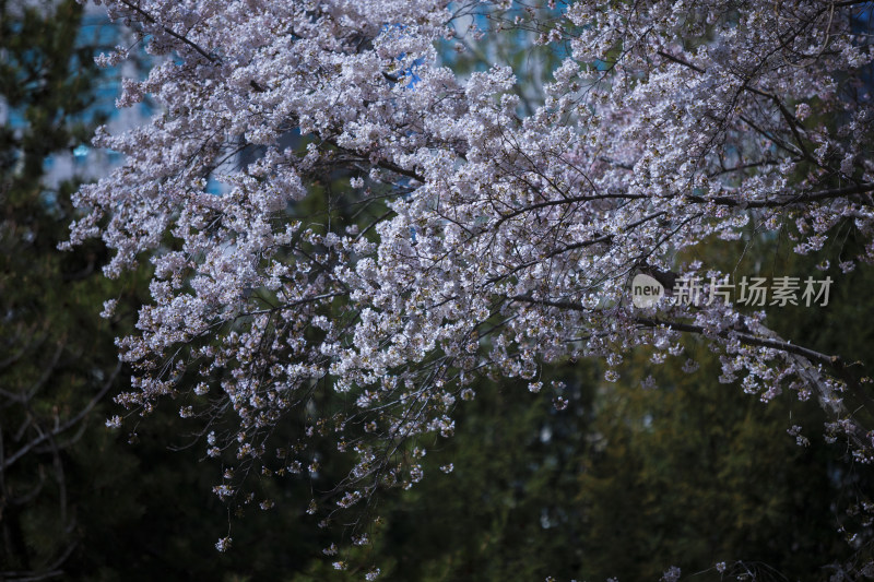 春天樱花