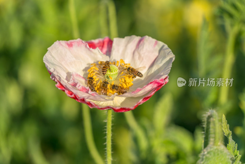 花朵特写与蜜蜂
