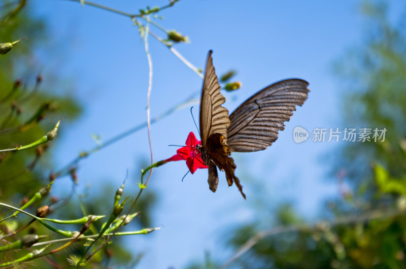 美丽蝴蝶昆虫