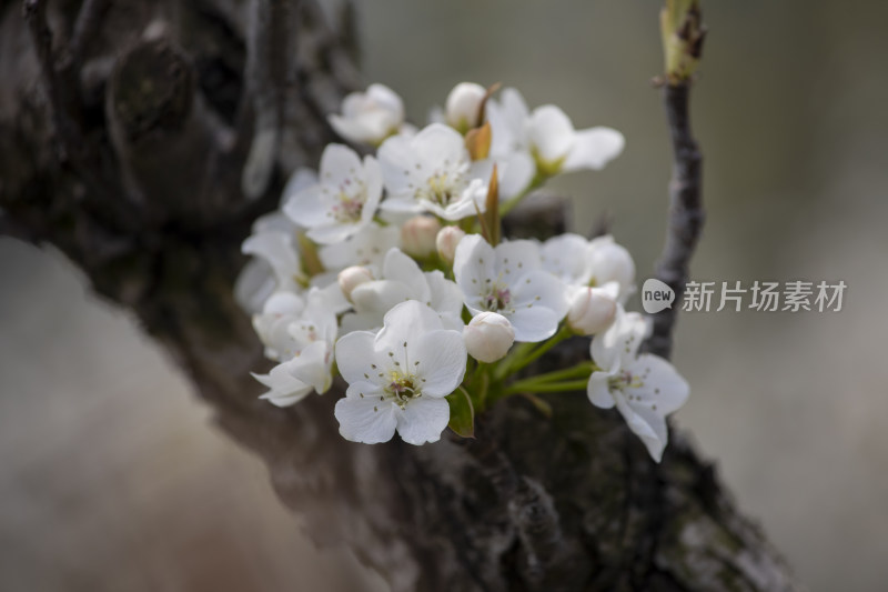 春天梨果园梨花盛开梨花枝头春意盎然