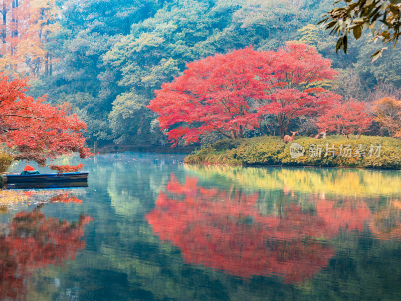 杭州九溪烟树景区红枫风光