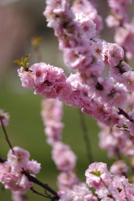 春天花朵开放粉色花朵