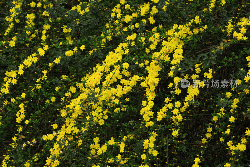 春天的迎春花，小黄花，黄色小花