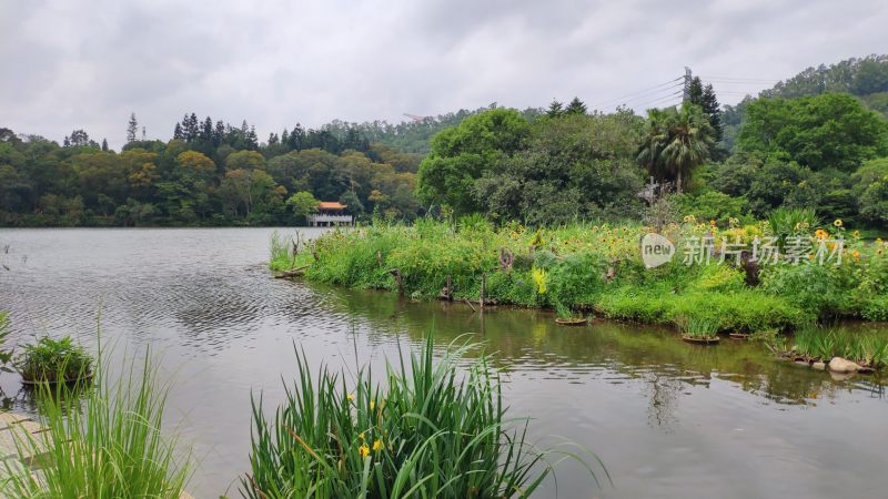 湖水 湖面挺水植物