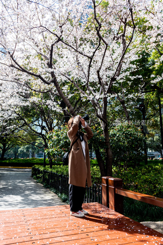 上海樱花季春天景观