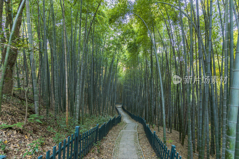 浙江杭州植物园自然风光
