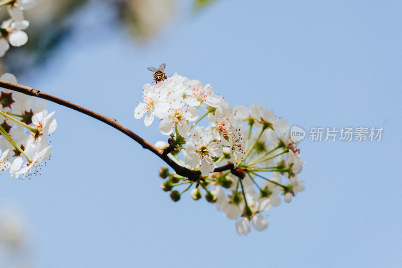 肇庆牌坊公园梨花园