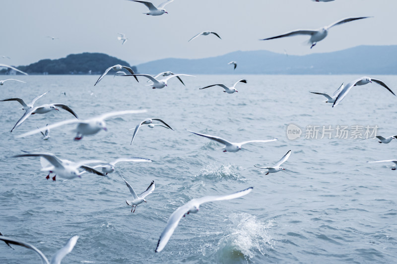 冬季的无锡鼋头渚，太湖上的西伯利亚红嘴鸥