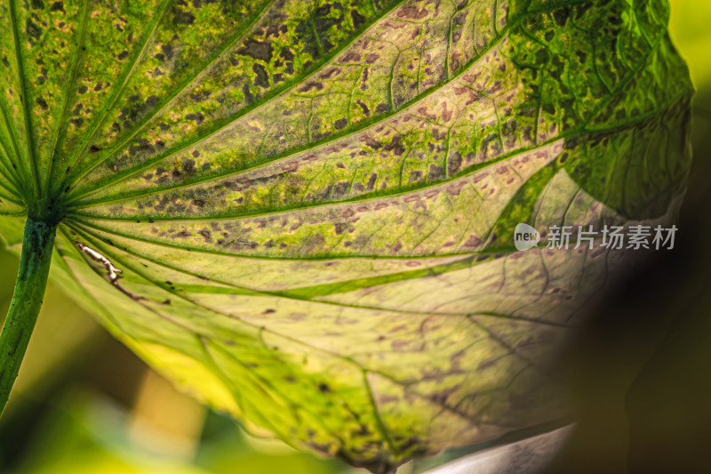 荷花池塘里的光影荷叶