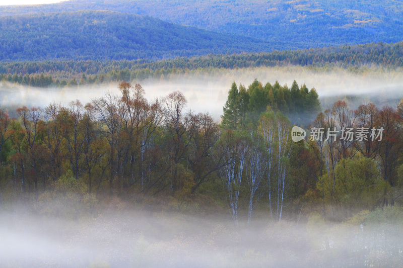 晨雾中的多彩树林