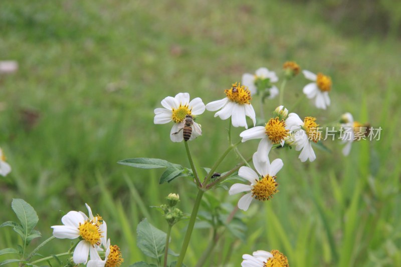 广东东莞：白花鬼针草