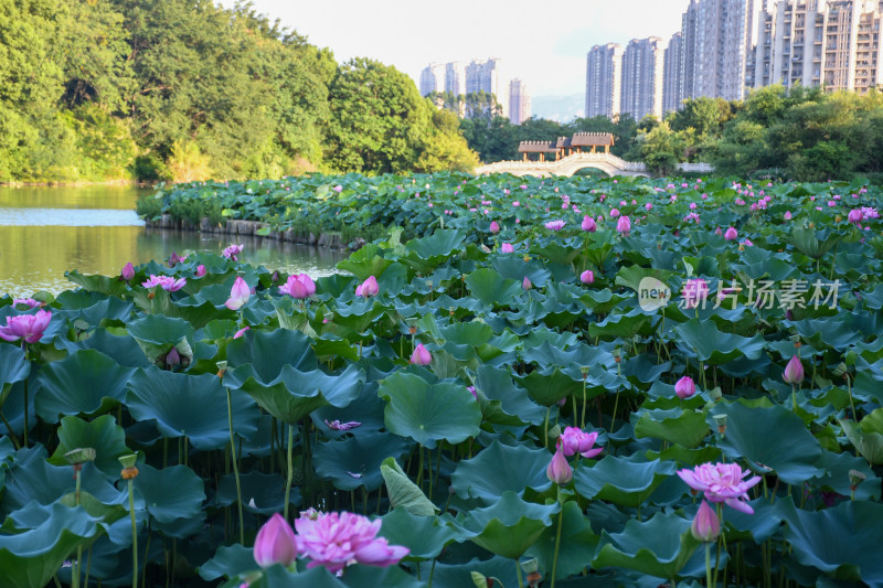 夏日的福州金山公园荷花