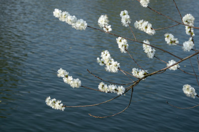 春天湖边蓝色湖面上绽放的白色桃花