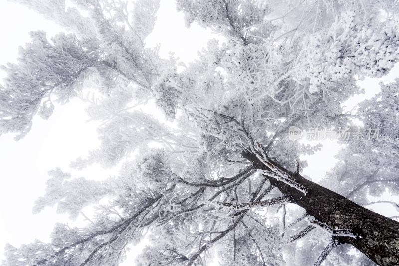 冬季大雪树木雾凇雪挂