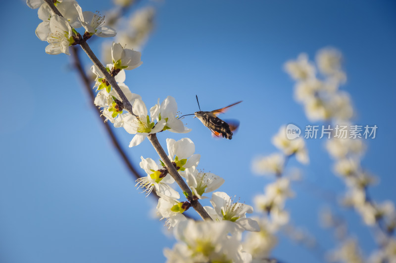 春天盛开樱花上忙碌的小蜜蜂