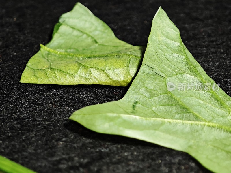 特写绿色植物叶片