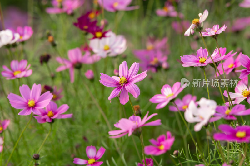 夕阳下的格桑花或波斯菊