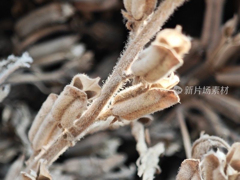 枯萎植物特写尽显秋日萧瑟之态