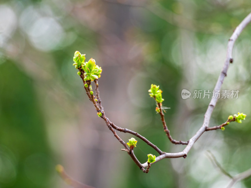 枝头嫩绿新芽特写