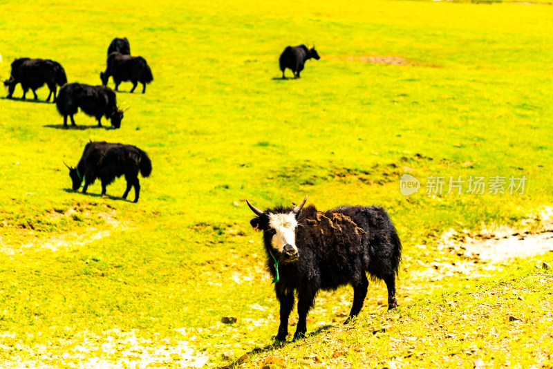 高山草原牧场牦牛