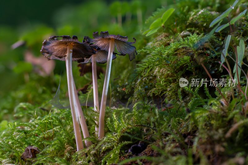 野生菌野生菌蘑菇生长环境菌类山菌